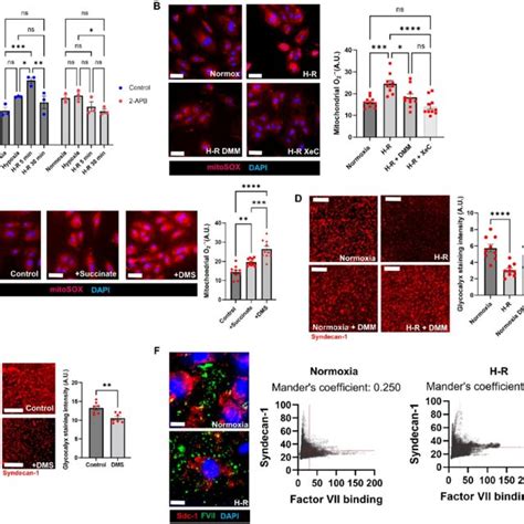 Succinate metabolism mediates glycocalyx damage in vivo. (A) Protocol ...