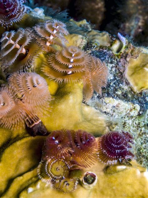 Spirobranchus Giganteus Christmas Tree Worms Stock Photo Image Of