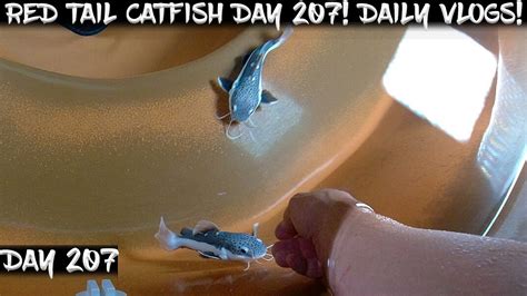 Day 207 Daily Red Tail Catfish Vlog Watch Them Grow YouTube