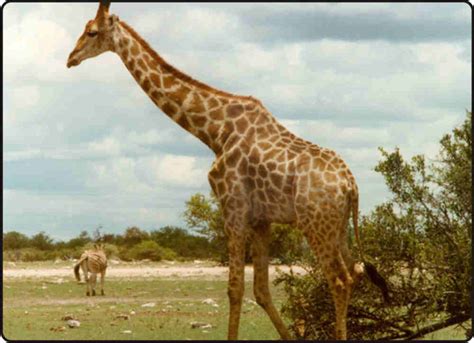 Animals Plants Rainforest: 10 unique Giraffe facts