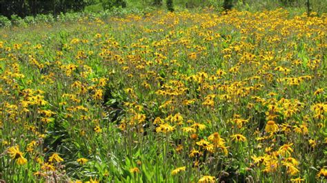 Arnica Arnica Montana Wolfs Bane Mountain Tobacco Heirloom Herb