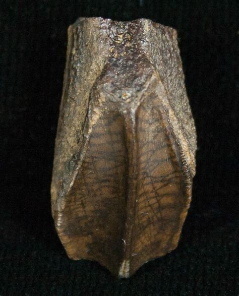 Beautiful Hadrosaur Tooth (Duck-Billed Dinosaur) (#5681) For Sale ...