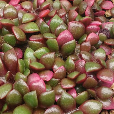 Anacampseros rufescens Sunrise – Plants - CactusPlaza.com