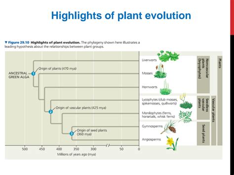 SOLUTION: Classification of kingdom plantae - Studypool