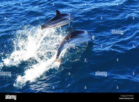 Saltando Delfines Fotografías E Imágenes De Alta Resolución Alamy