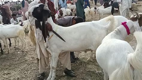 Hyderabad Bypass Bakra Mandi YouTube