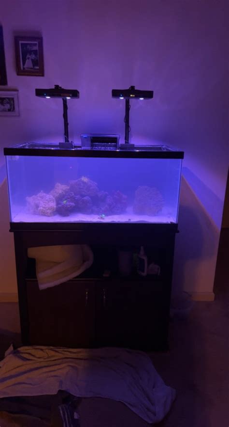 Build Thread 36 Bowfront To 40 Breeder Tank Upgrade Reef2Reef