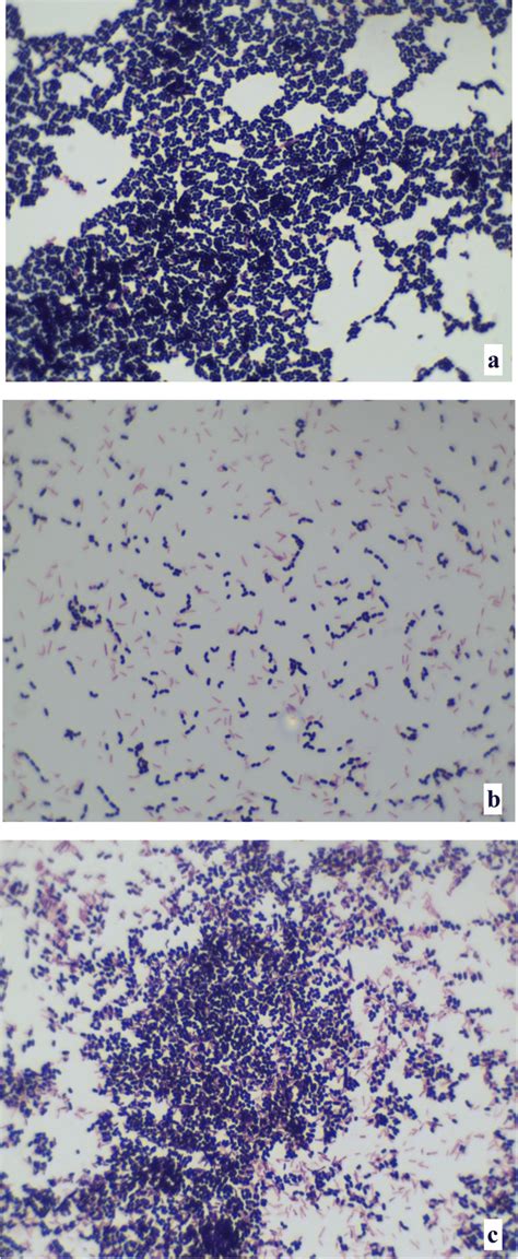 Auto Aggregation Of L Plantarum F 10 A And Co Aggregation With P