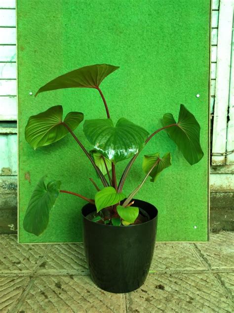 Full Sun Exposure Green Colocasia Esculenta Indoor Plant at Rs 180 ...