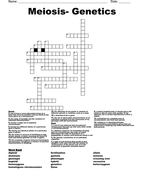 Meiosis Genetics Crossword WordMint