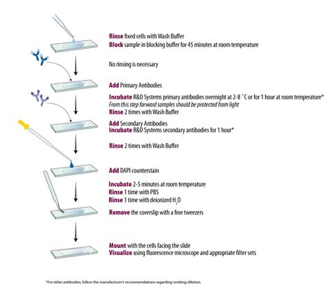 Protocol for the Fluorescent ICC Staining of Cell Smears - Graphic: R&D ...