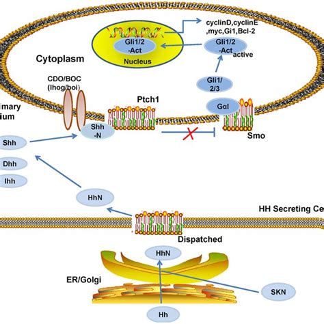 Simplified Diagram Of Role Of The Shh Signaling Pathway In