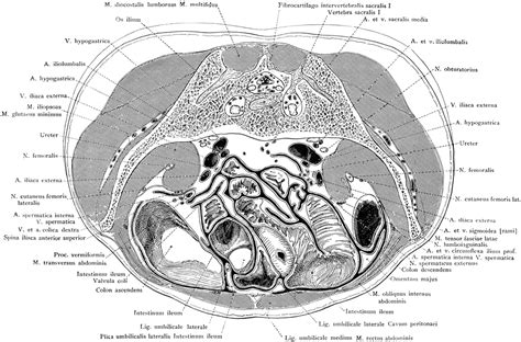 Cross Section Of The Trunk At First Sacral Vertebra Clipart Etc