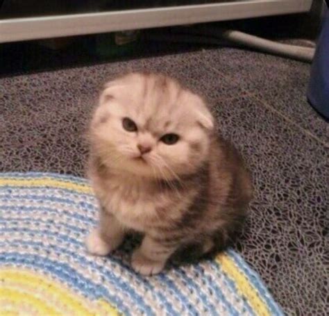 Charming Kitten Makes Angry Face When Photographs Are Taken 🤎💙 : r/Kitten