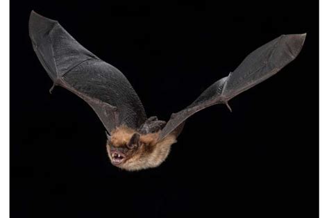 Hibernation slows biological aging in bats