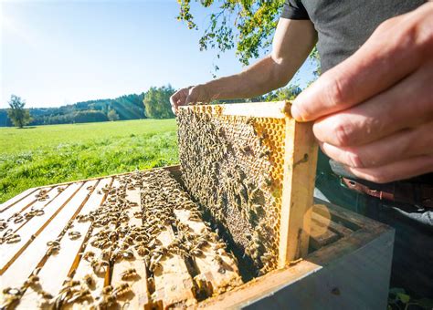 Las Abejas Viven La Mitad Que Hace A Os Por Qu