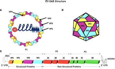 Frontiers Enterovirus D68 A Reemerging Non Polio Enterovirus That