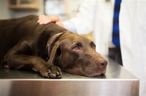 Tracheite Nel Cane Come Riconoscerla E Come Curarla