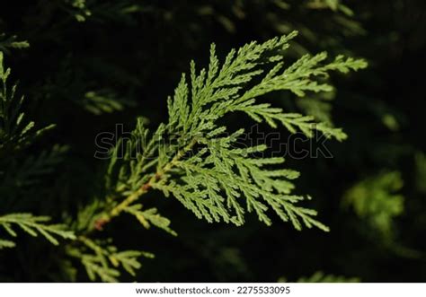 Hedge Leyland Cypress Cupressocyparis Leylandii Cupressaceae Stock ...