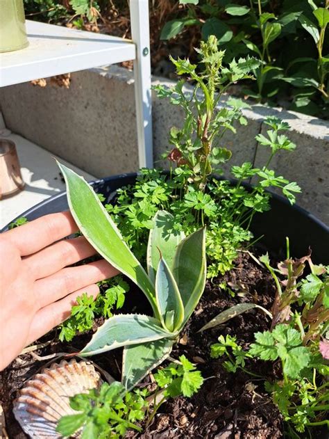 Agave Americana Marginata Kaufen Auf Ricardo