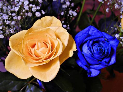 Blue Yellow Rose - Free photo on Pixabay - Pixabay