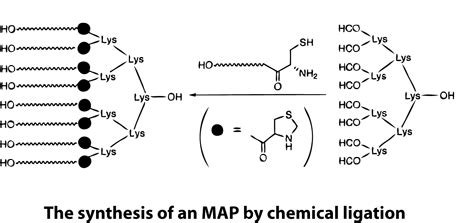 Peptide Synthesis Multiple Antigenetic Peptides Synthesis Lifetein