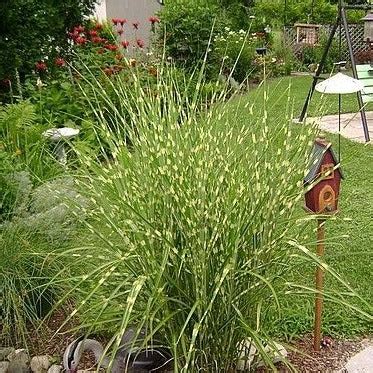 Little Zebra Miscanthus Maiden Grass - PlantingTree