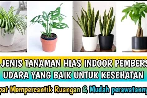 15 Rekomendasi Tanaman Hias Indoor Yang Bagus Sebagai Pembersih Udara