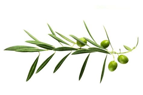 An Olive Tree Branch With Green Leaves And Fruit On It Isolated