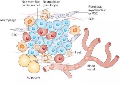 肿瘤微环境图册 360百科