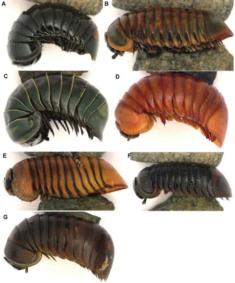 Seven New Giant Pill Millipede Species And Numerous New Records Of The