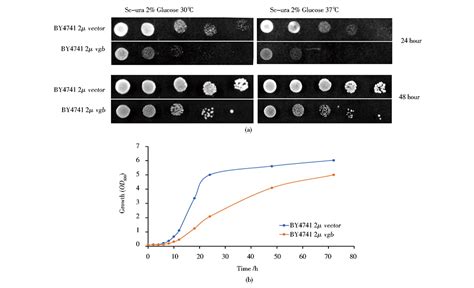 Effects Of Vitreoscilla Hemoglobin Gene On Growth And Intracellular