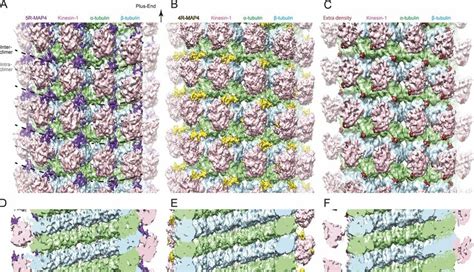 Cryo EM Reconstructions Of MAP4kinesin 1microtubule Complex A And