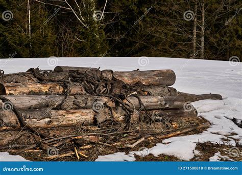 Tree Stacked Covered With Snow In Winter Long Tree Trunk Snow On Logs