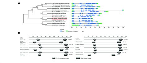 Phylogenetic Relationships And Conserved Protein Domains Analyses Of Download Scientific