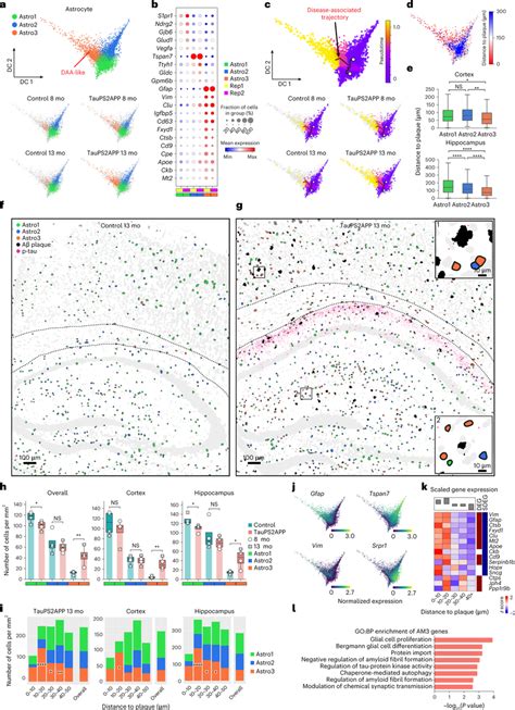 Spatiotemporal Gene Expression Analysis Of Astrocytes In TauPS2APP And