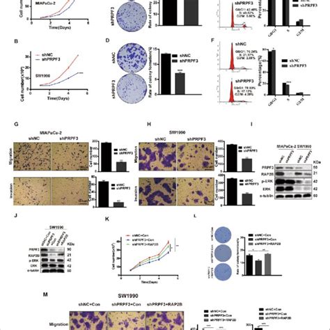 Tmem Mediates Prpf Protein Stability By Directly Binding To Prpf A