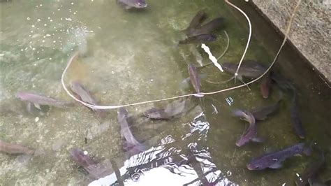 Kitang Kita Ang Mga Tilapia Sa Linaw Ng Tubig Backyard Tilapia