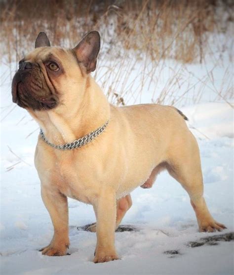 light Chocolate French Bulldog - Dog Breeders Guide