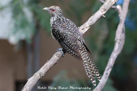 Birds Through Window - Koel | RoBa's World