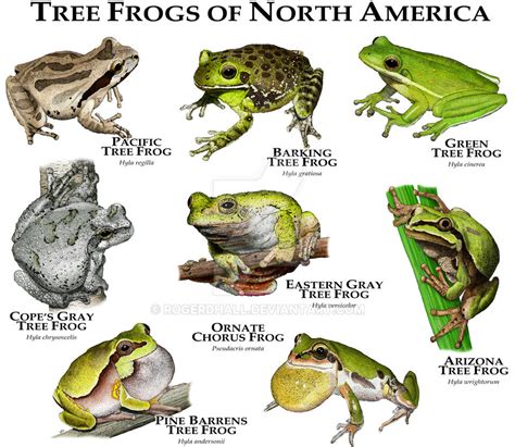 Tree Frogs of North America by rogerdhall on DeviantArt