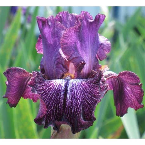 Sandy Denny Daylily Is An Interesting Daylily Amongst Different Types