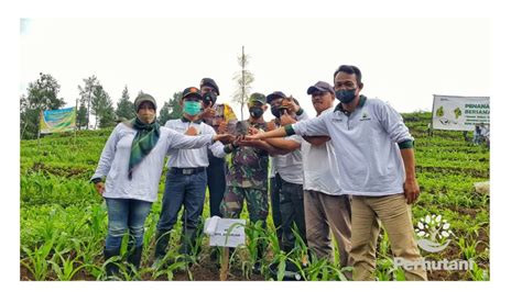 Perhutani Jelang Hari Ibu Tahun Perhutani Pasuruan Tanam Pohon