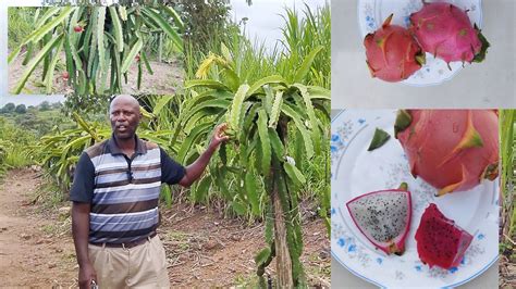 Dragon Fruit Farming In Kenyameet The Kenyan King Of Dragon Fruit Youtube