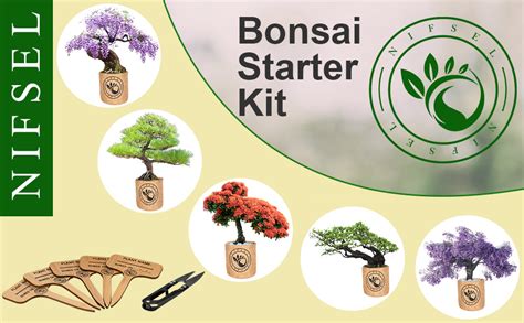 Bonsai Tree Kit Nifsel Bonsai Growing Kit Complete Starter Kit 5