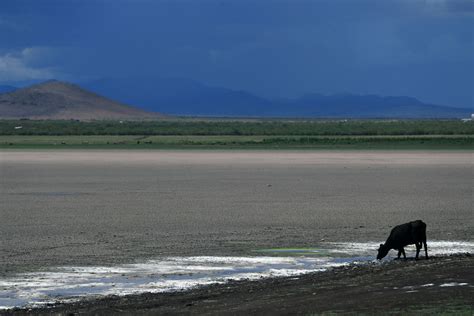 La Falta De Lluvia Seca Tres Lagunas Y Mata Miles De Peces En El Norte