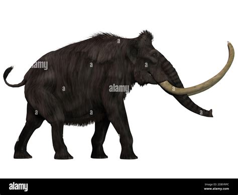 The Woolly Mammoth was a herbivore that lived during the Pleistocene Period of Eurasia and North ...