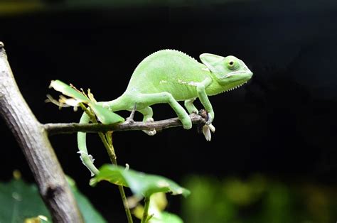 Cham Leon Schuppenechsen Leguan Kostenloses Foto Auf Pixabay