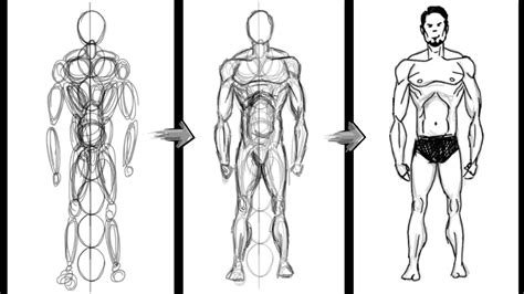 Human Anatomy Drawing For Beginners ~ Https://www.123rf.com/photo ...