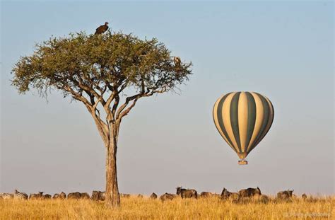 Ballon Safari In Der Masai Mara Afrika Intensiv